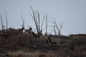 Read more about the article Late Season Tips for November