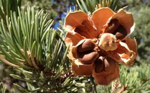 Read more about the article Look For These Elk Treats!